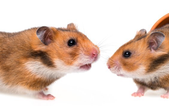 Goldhamsterpartner dürfen sich nur unter Aufsicht annähern, sonst endet die Begegnung meist für das Männchen tödlich.