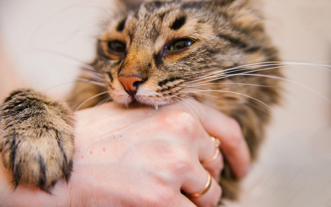Mit einem Katzenbiss ist nicht zu spassen.
