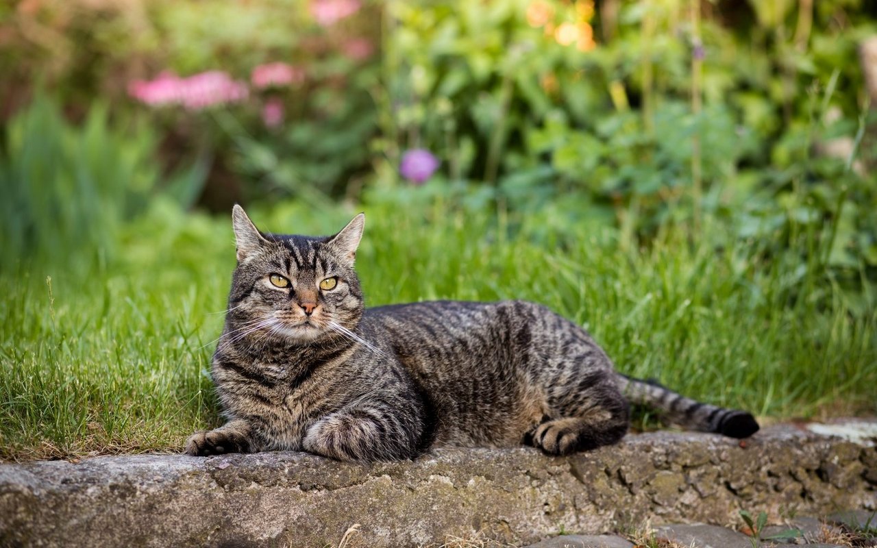 Typisch für die Europäische Kurzhaar ist ihr dichtes Fell mit dem rundlichen Gesicht.