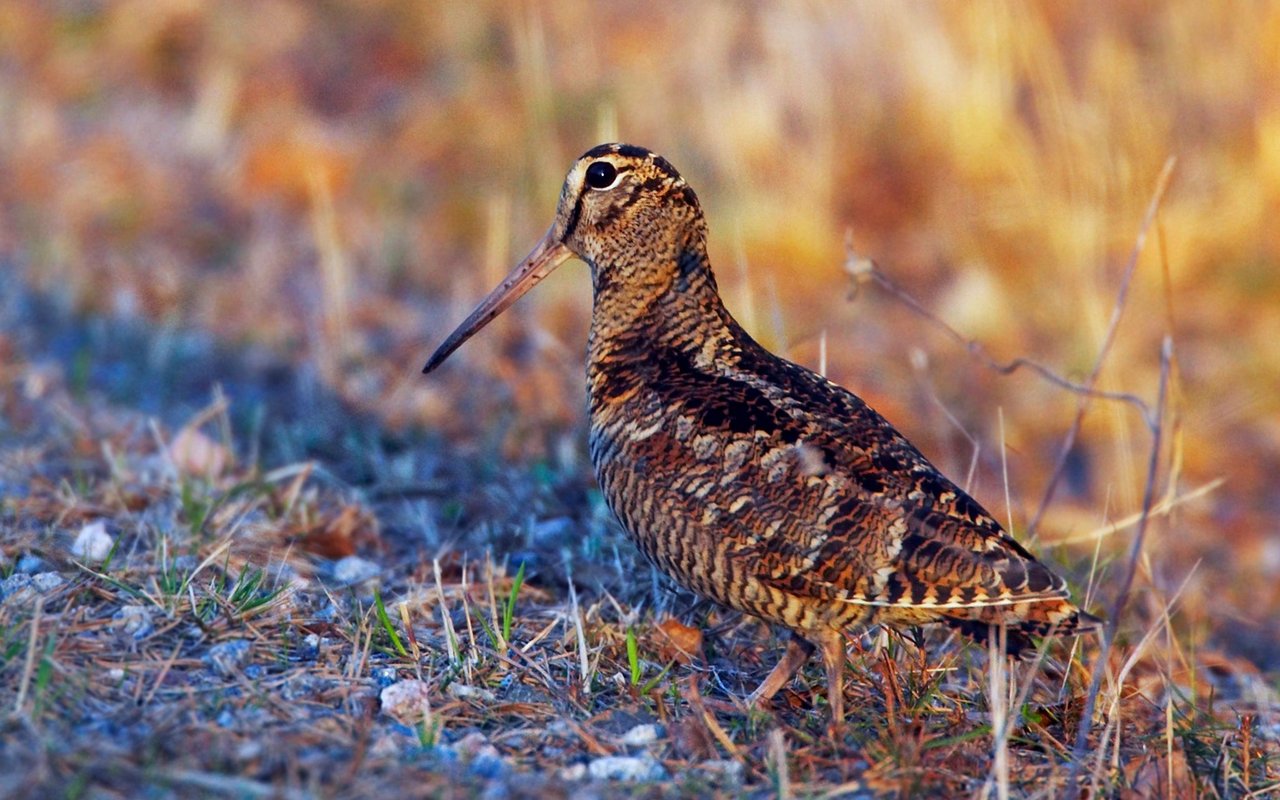 Die Waldschnepfe wiegt zwischen 250 und 420 Gramm und hat die weissesten Federn der Vogelwelt. 