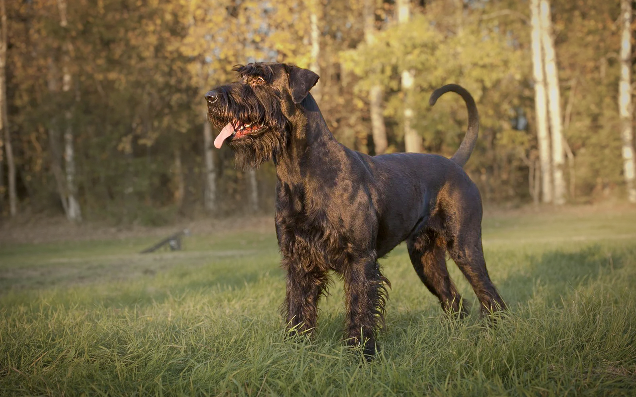 Der Riesenschnauzer ist für seine grosse Statur, dem langen Bart und  den buschigen Augenbrauen bekannt.