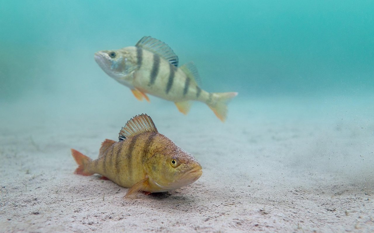 Flussbarsche leben oft in Ufernähe.
