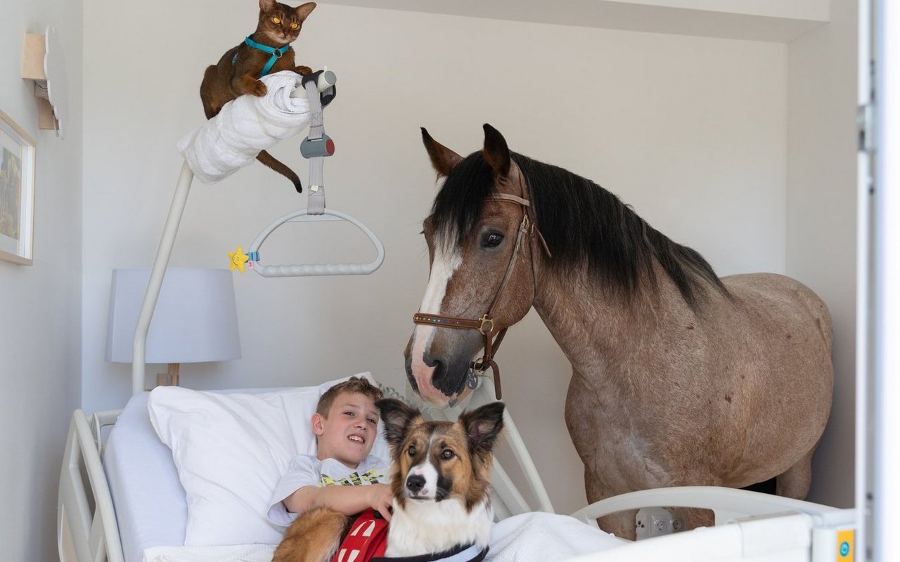 Abessiner-Kater Jonathan und weitere Tiere schenken am Pflegebett im Kinderhospiz Lichtblickhof Trost. 