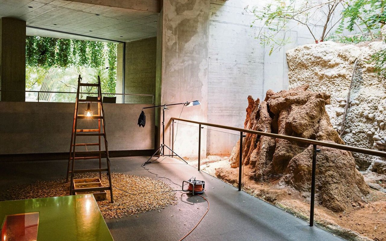 Im Gamgoas-Haus herrscht beim Hochzeitsflug der Ausnahmezustand. 