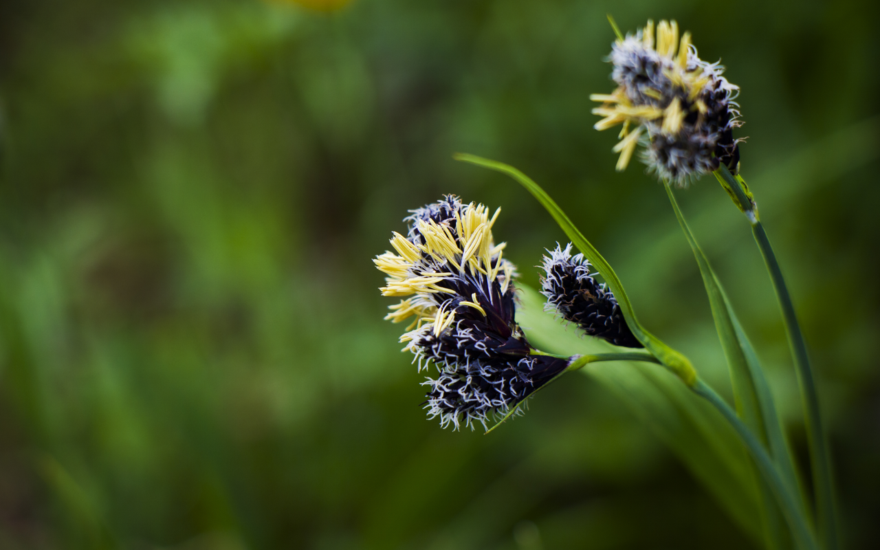 Die Krummsegge gehört zu den dominanten Pflanzenarten. 
