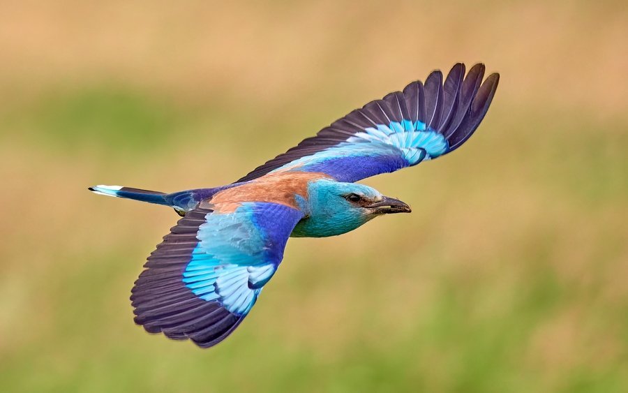 Die Blauracke zieht im Winter von Europa nach Ostafrika.