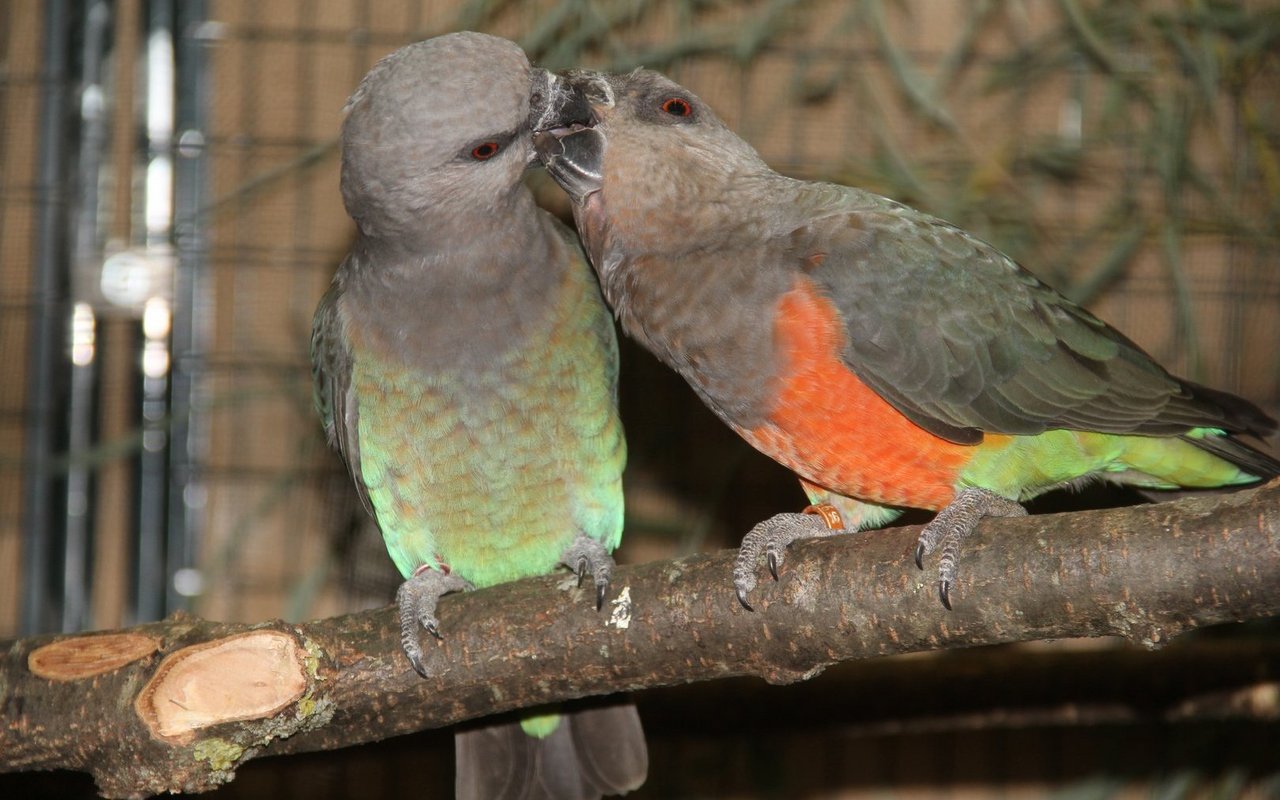 Bei den Rotbauchpapageien unterscheiden sich die Geschlechter äusserlich. Das Männchen rechts füttert sein Weibchen. 