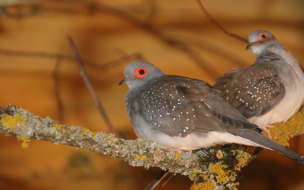 Diamanttäubchen aus Australien gehören zu den beliebtesten und bekanntesten Volierenpfleglingen. 