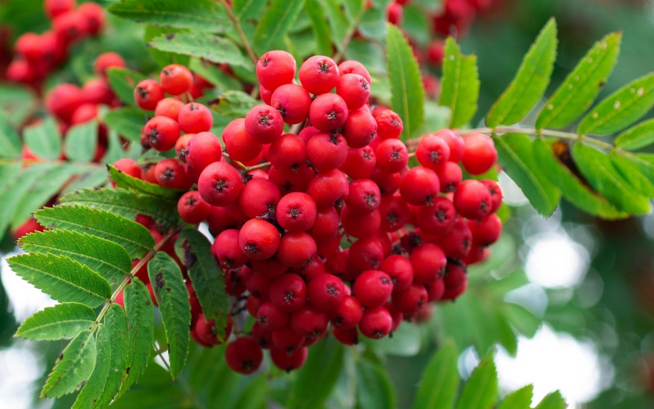 Zwei Sorten der Eberesche, auch bekannt als Vogelbeere, sind auch roh geniessbar. 