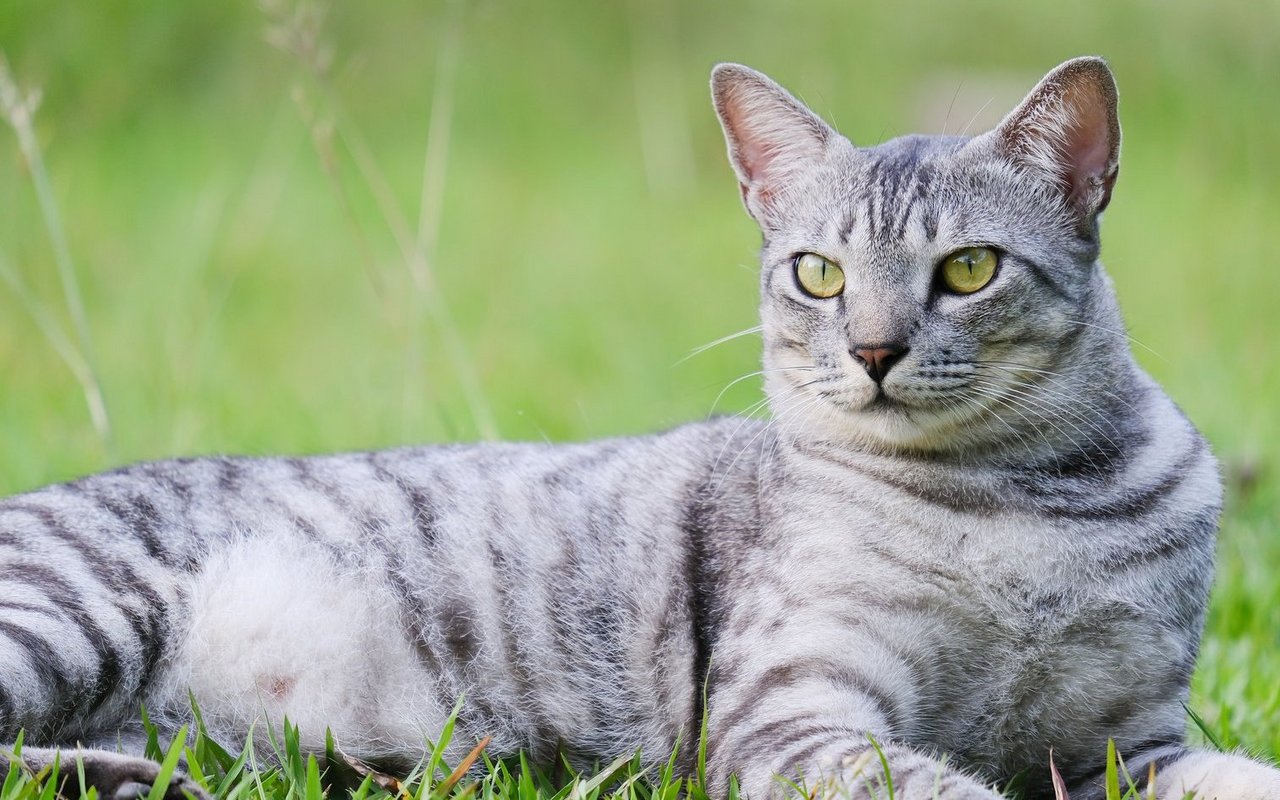 Die «M»-förmige Zeichnung auf der Stirn ist typisch für die Ägyptische Mau.