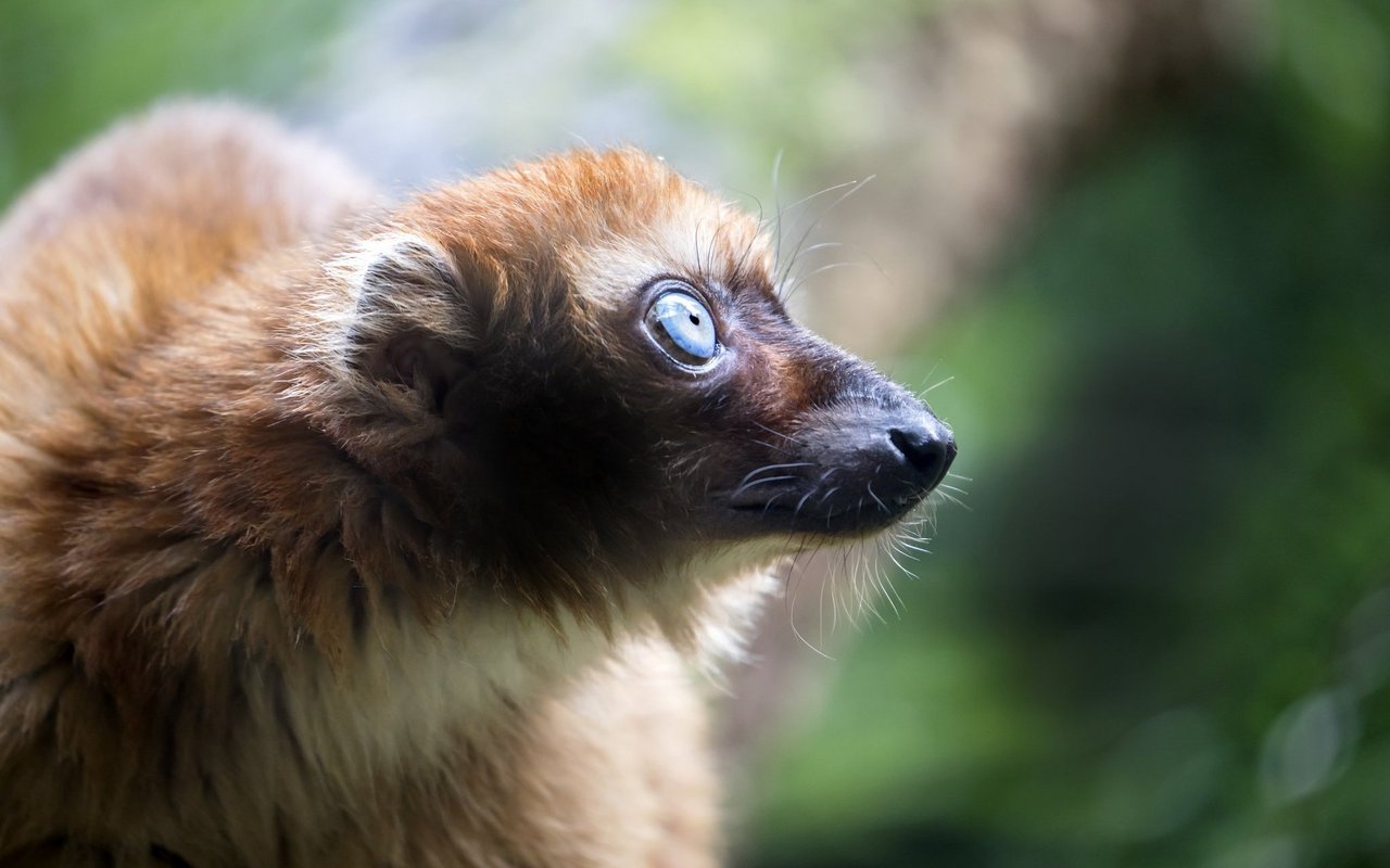 Vor allem aufgrund des anhaltenden Lebensraumverlusts, gelten sie heute als vom Aussterben bedroht.