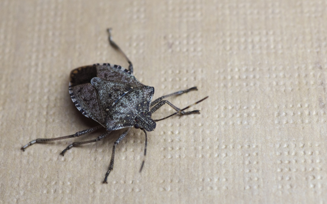 Eine effiziente Wanzenfalle kann auch Hausmittel hergestellt werden.