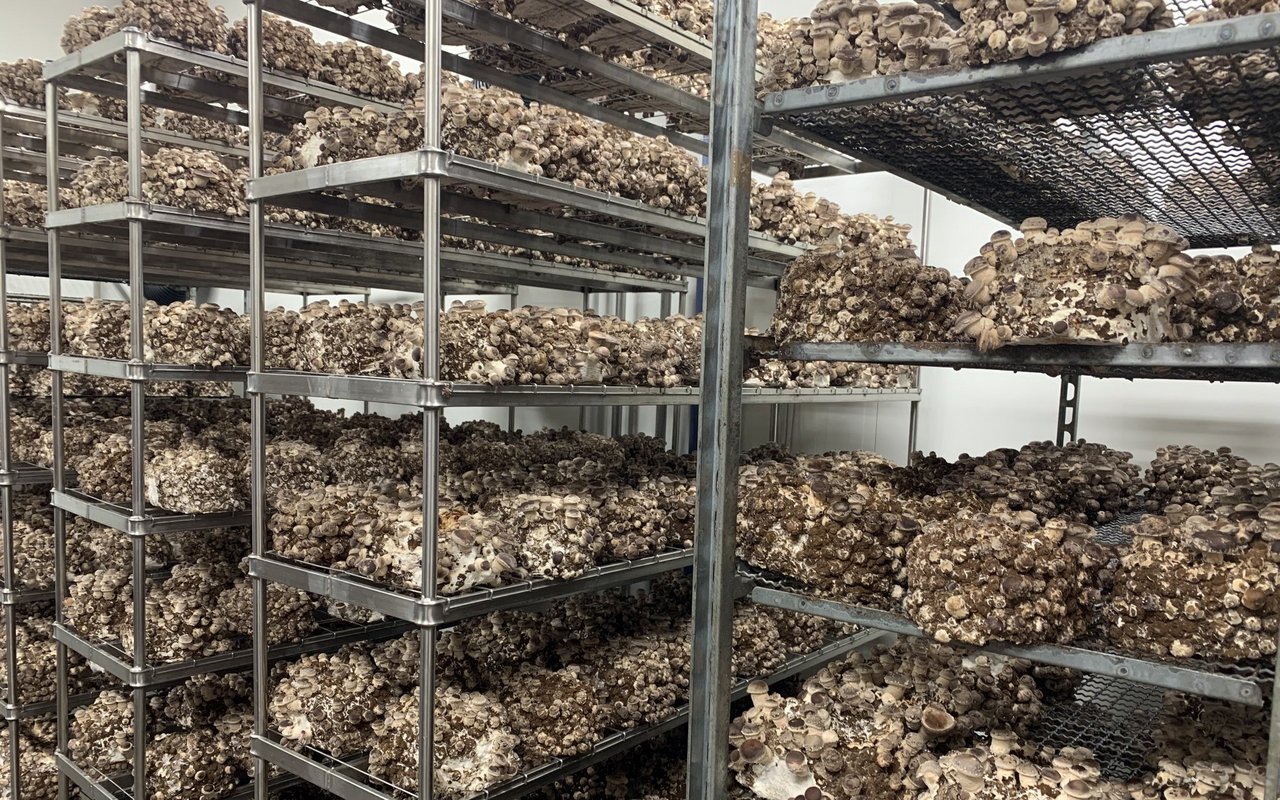 Woche für Woche produzieren die beiden Jungbauern zwischen ein und zwei Tonnen Pilze, die sie an die heimische Gastronomie und über Bioläden an Endverbraucher verkaufen.