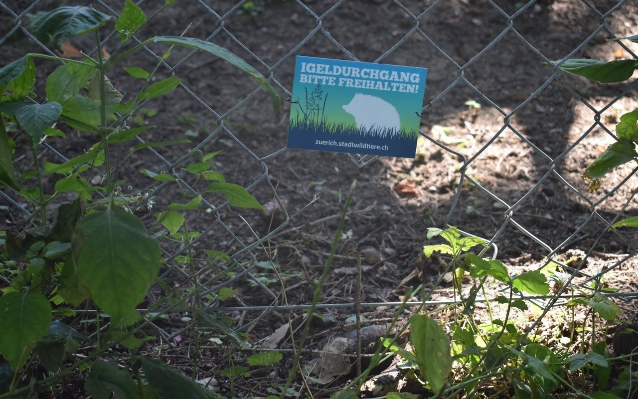 Solche Korridore verhindern, dass Igel und andere Kleintiere weite Umwege gehen müssen, um zu geeigneten Lebensräumen zu gelangen.