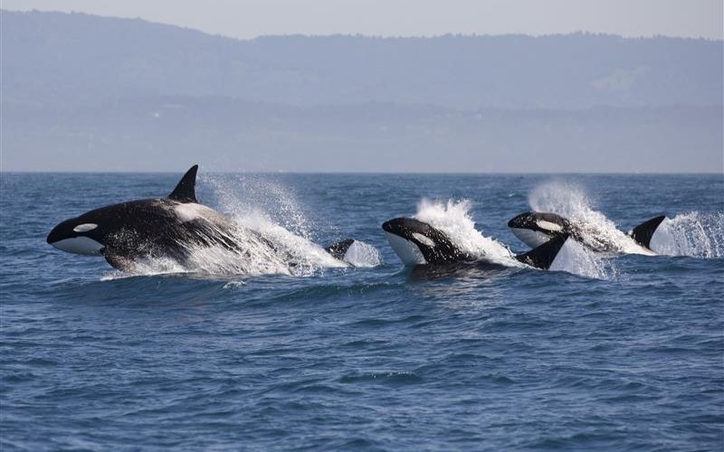 Orcas sind in den Meeren der ganzen Welt zuhause. Je nach Region und Art der Beute, unterschieden sich ihre Jagdstrategien.