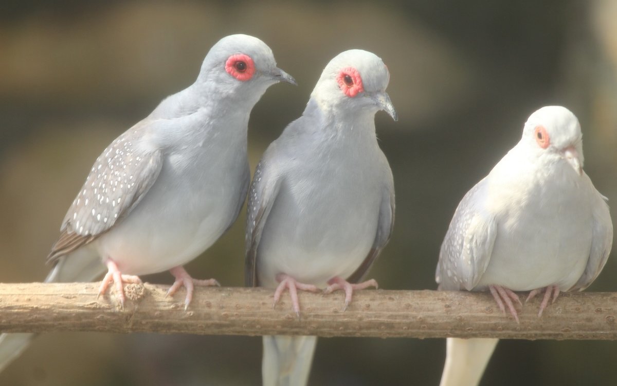 Drei Diamanttäubchen im gleissenden Schweizer Sonnenlicht, das sie sehr schätzen. 