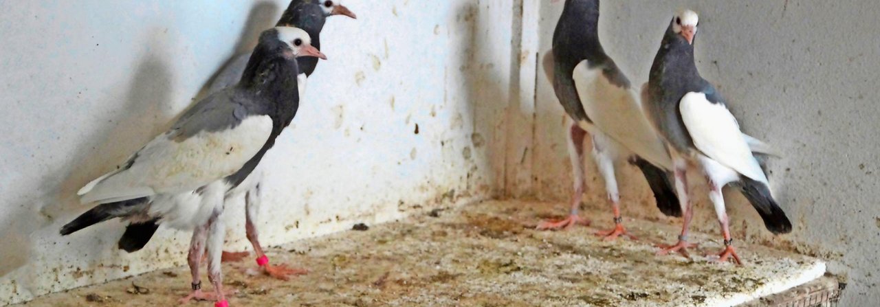 Die jungen Elsterkröpfer halten sich bevorzugt auf dem wärmenden Styropor auf.