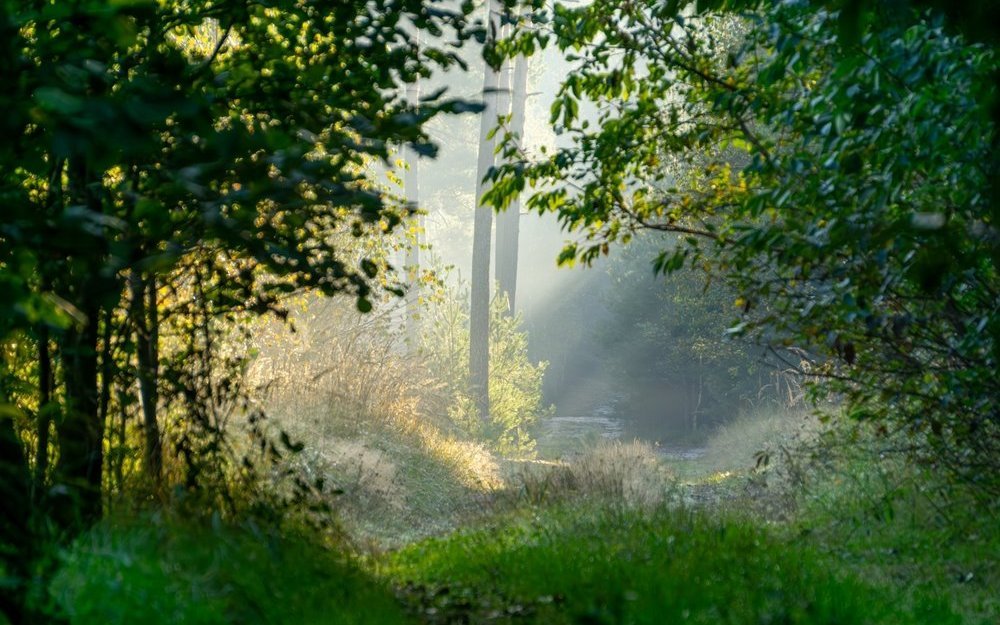 Um die biologische Vielfalt im Wald zu fördern, braucht es eine naturnahe Nutzung und eine bessere Vernetzung der Waldflächen. 