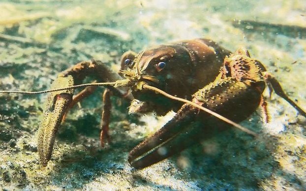 Weibliche Krebse tragen ihre Eier geschützt unter dem Schwanz. Flusskrebse sind meist nachts aktiv und verbergen sich tagsüber unter Steinen.