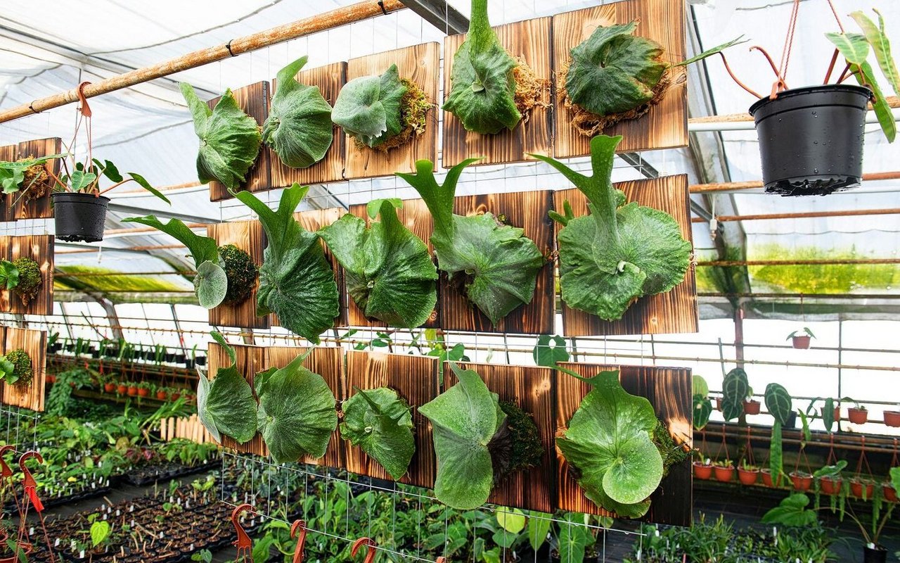 Junge Geweihfarne werden auf Bretter aufgebunden und wachsen im Treibhaus gut heran.