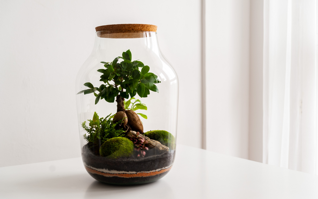 Eine Schritt für Schritt Anleitung für ein eigenes Ökosystem im Glas.