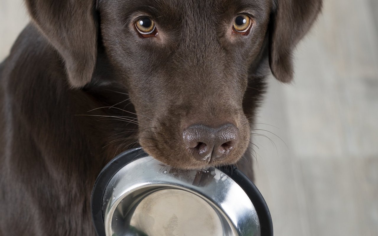 Beliebt sind treue Familienhunde, die mit ihrem Können überzeugen.