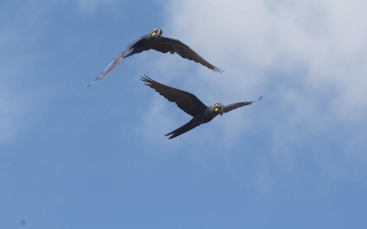 Lear-Aras fliegen im brasilianischen Bundesstaat Bahia im Nordosten des Landes. 