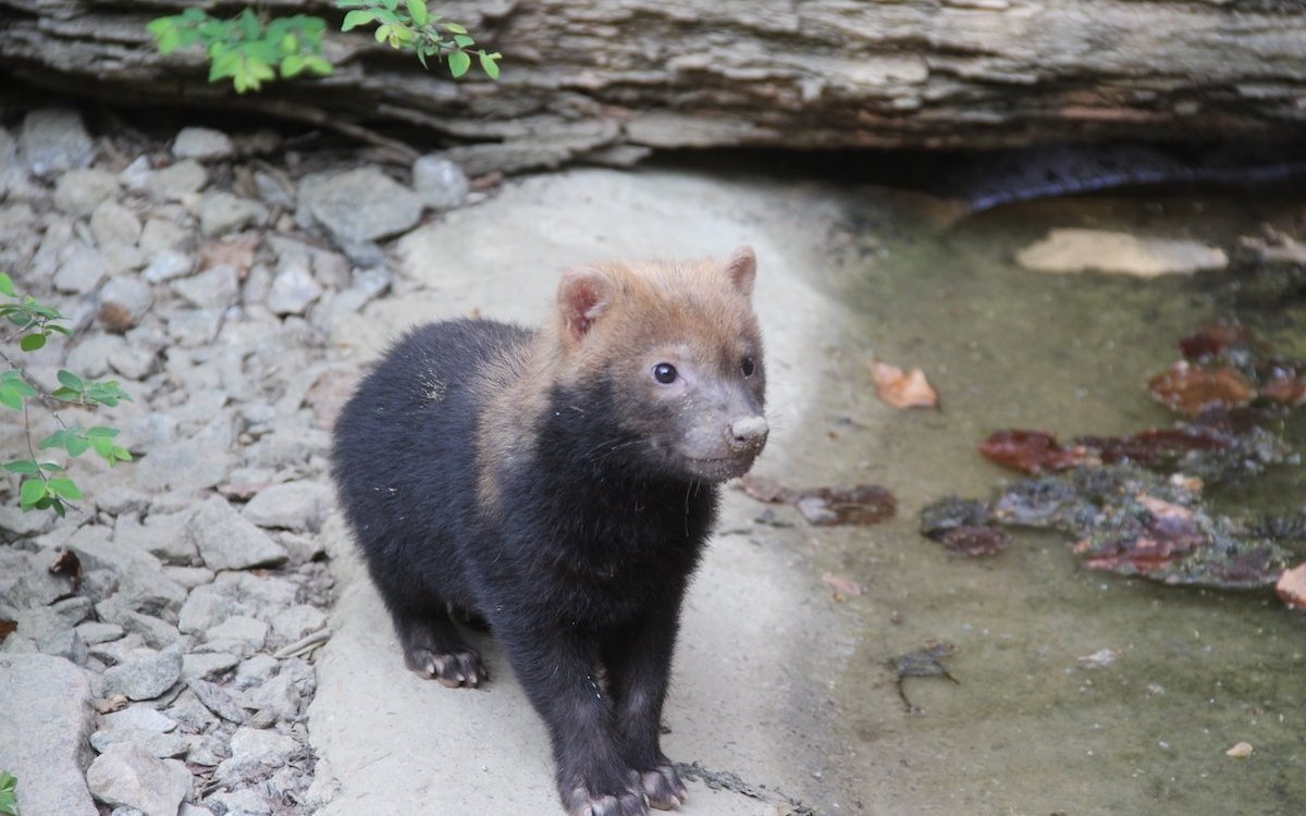 Ein Waldhund aus Südamerika im Zoo Mulhouse, nördlich von Basel in Frankreich. 