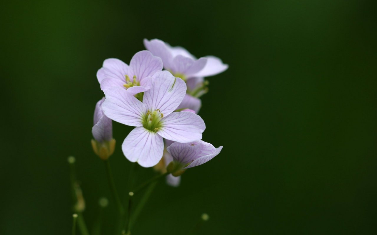 Das Verbreitungsgebiet des Wiesenschaumkrauts  umfasst weite Gebiete der Nordhalbkugel.