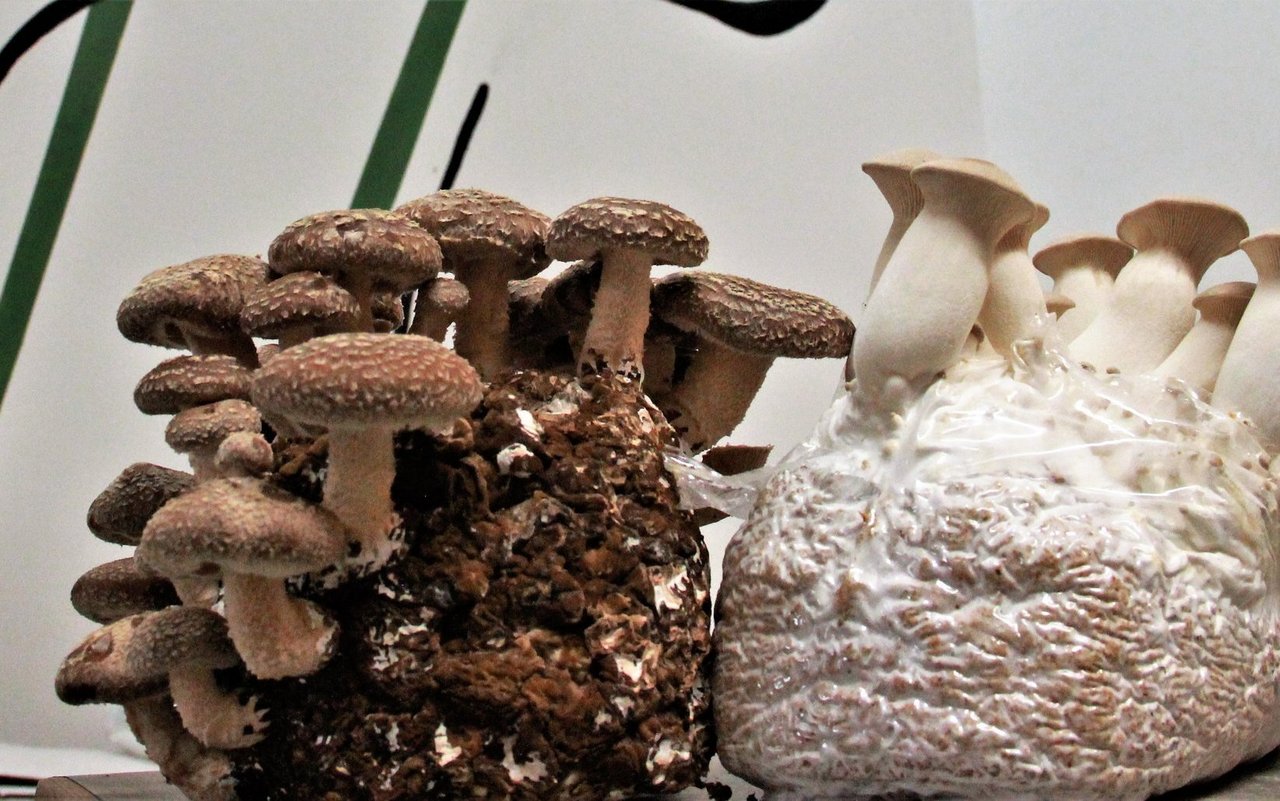 Shiitake, Kräuterseitlinge und Austernpilze gedeihen auf nachhaltige Weise in dieser modernen Pilzzucht.