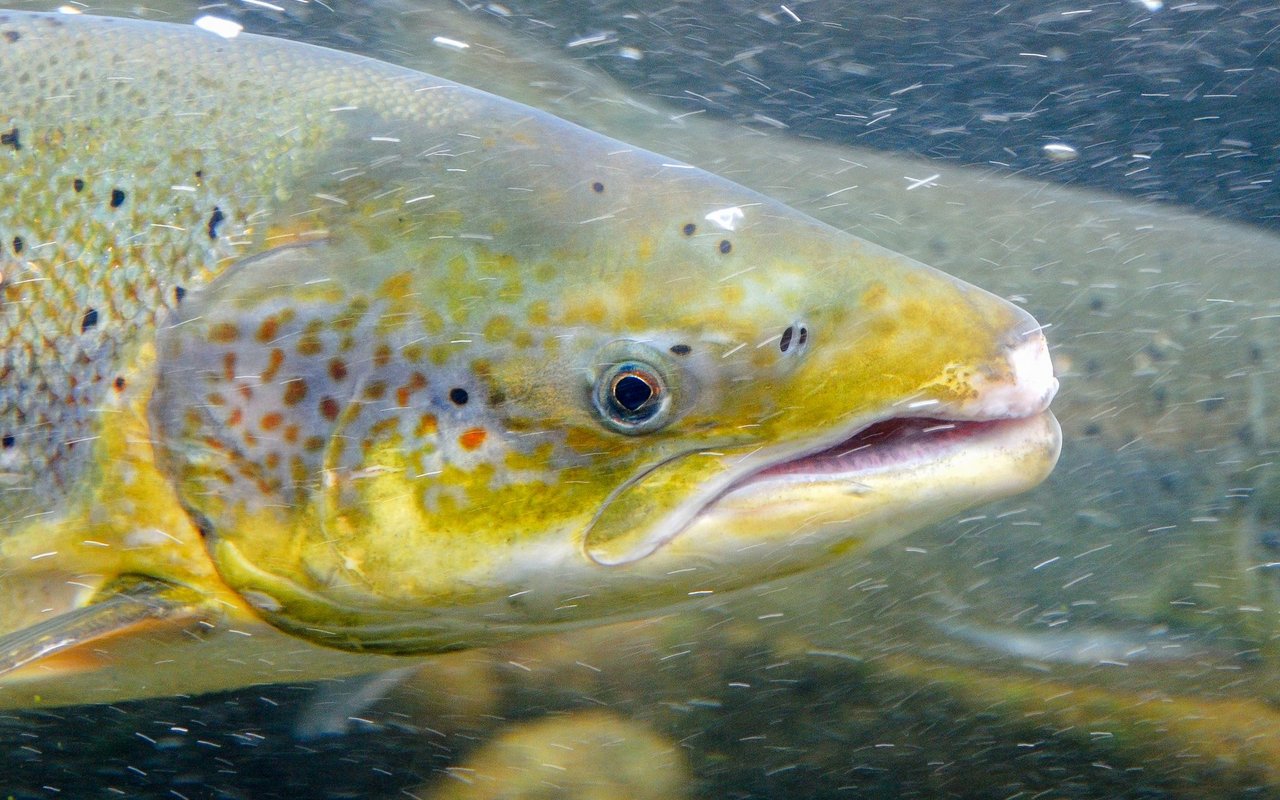 Studien belegen, dass Fische wie der Atlantische Lachs in der Lage sind, schmerzende und schädliche Reize wahrzunehmen und darauf zu reagieren.