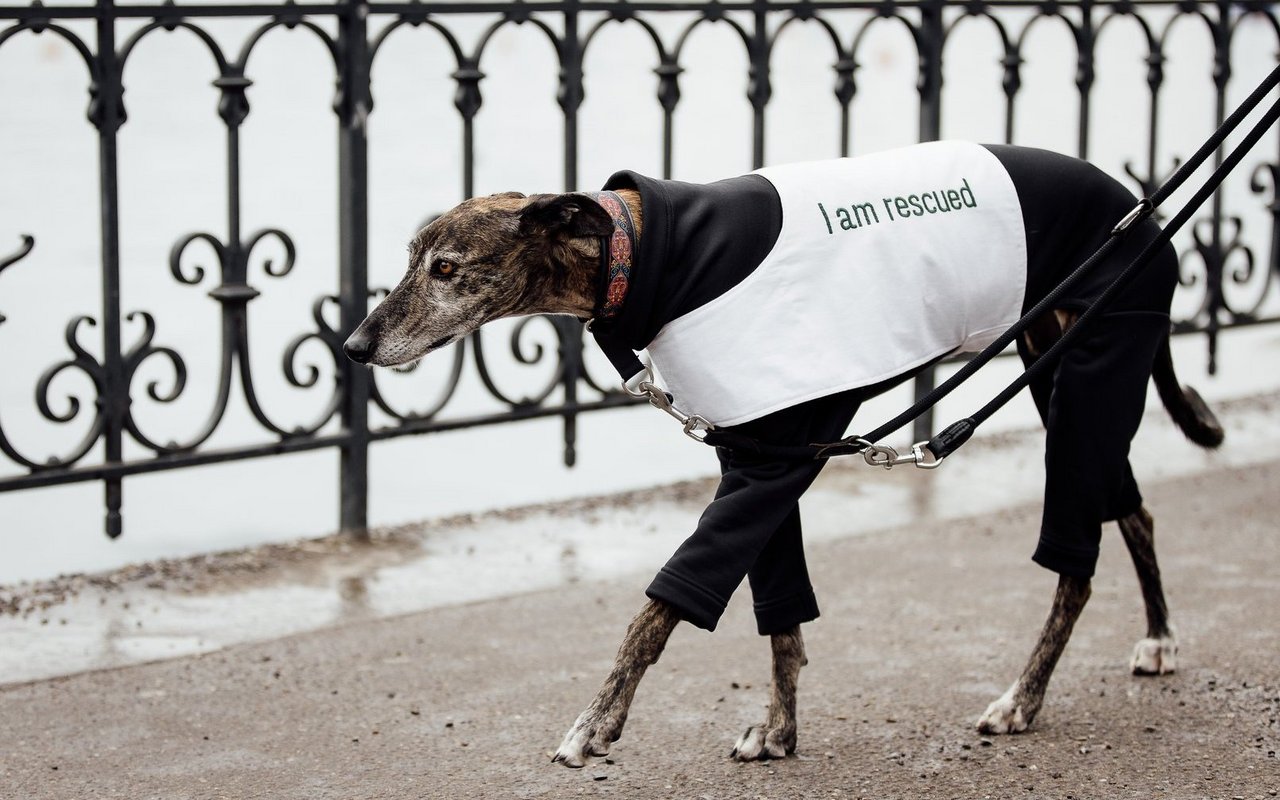 Nur einer von zehntausenden Galgos pro Jahr, die nach der spanischen Jagdsaison aussortiert werden.