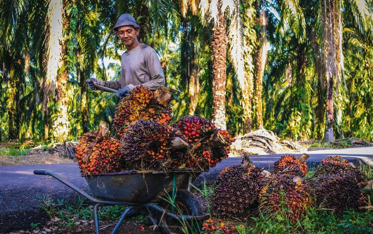 Palmölplantagen sind Waldvernichter. 