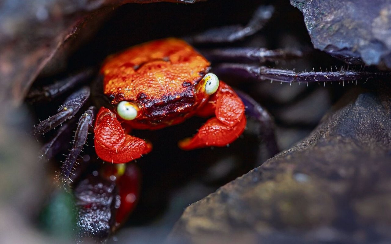Vampirkrabben bestechen mit leuchtend violettem Panzer und orangefarbenen Scheren. Doch die kleinen Landkrabben aus Südostasien sind mehr als nur ein optisches Highlight – sie stellen spezielle Anforderungen an Haltung und Umgebung.