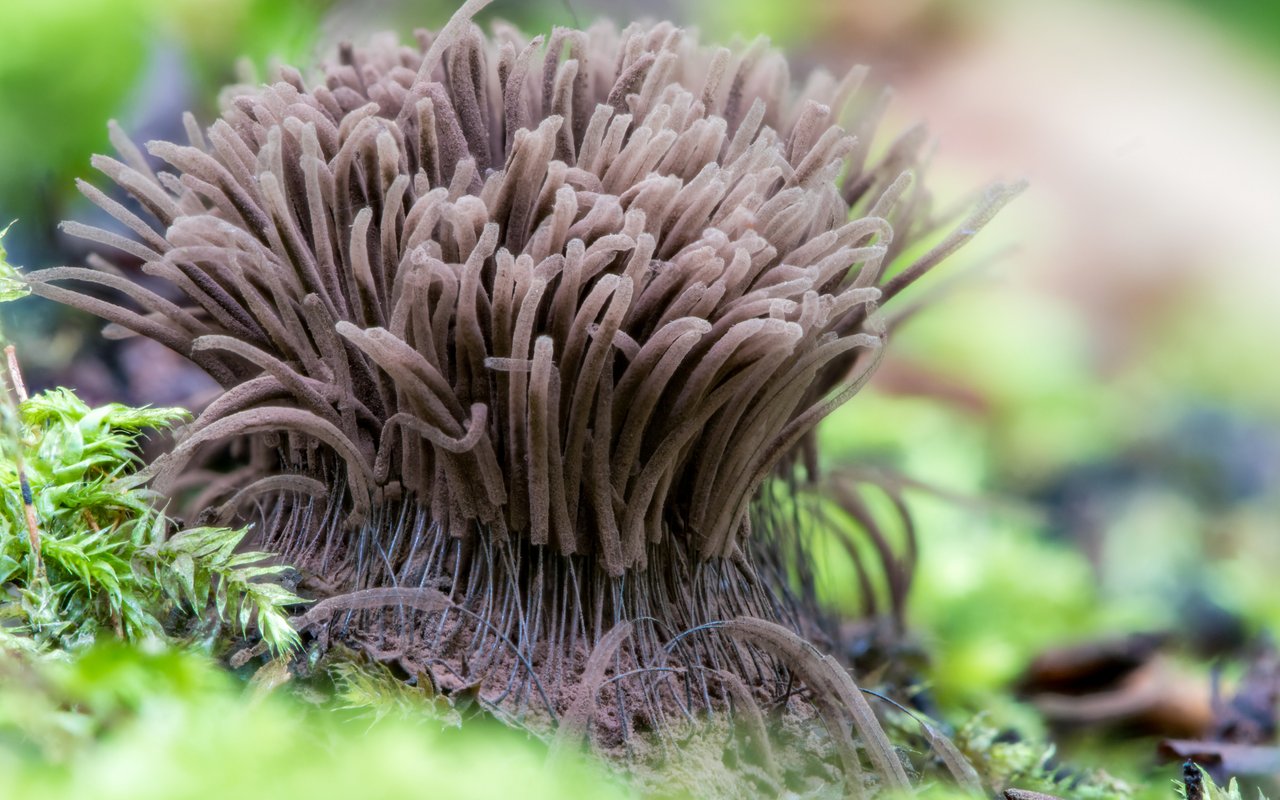 Das Gemeine Fadenkeulchen wächst auf Laub- und Nadelholz und ist in Mitteleuropa häufig zu finden.