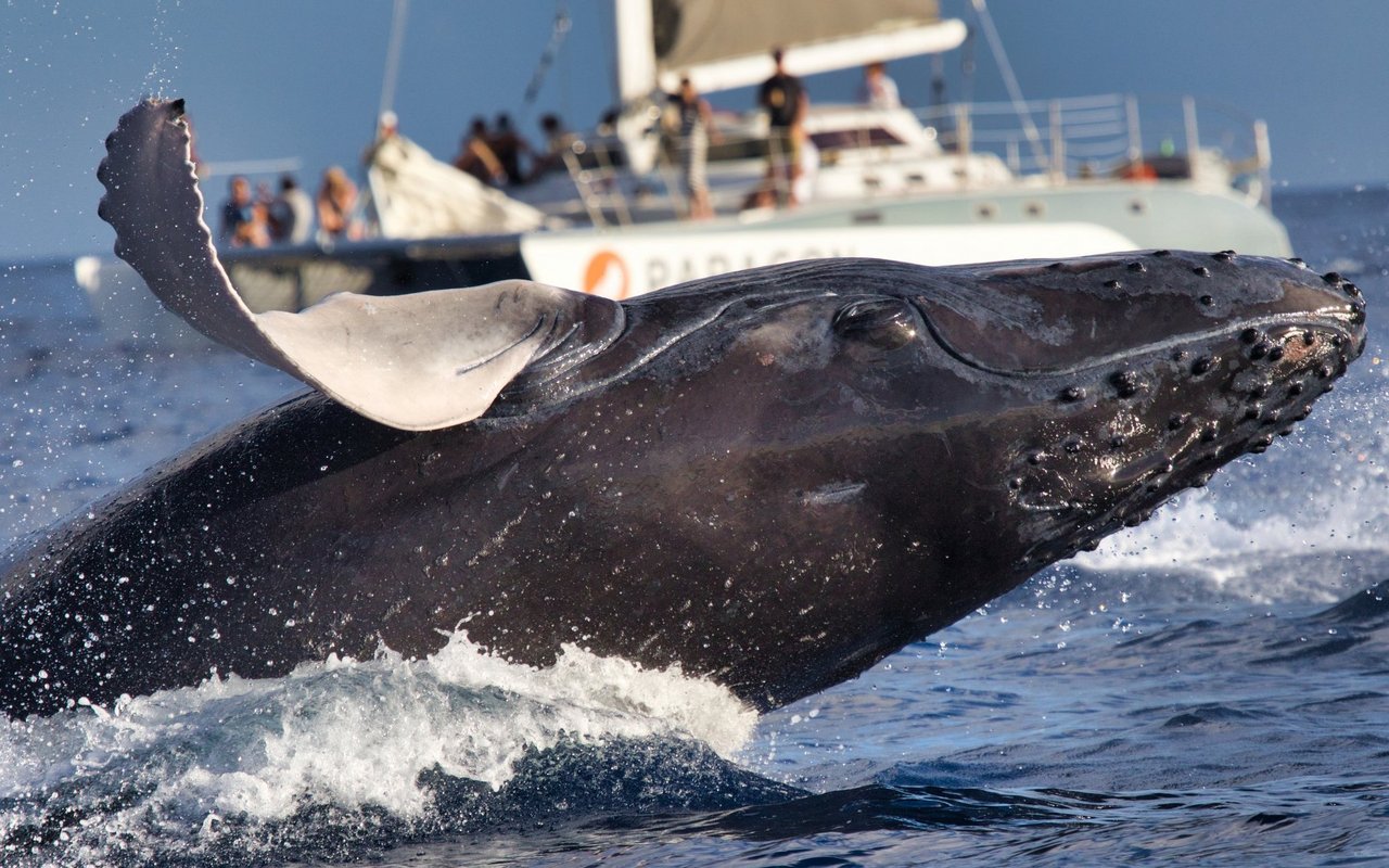Kann ein Buckelwal ein Schiff versenken?