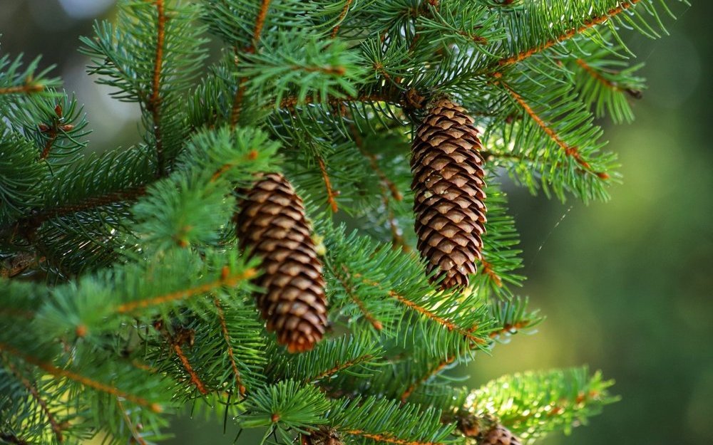 Zementhonig – auch Melezitosehonig genannt – stammt vom Honigtau bestimmter Läuse der Rottanne und Lärche. 