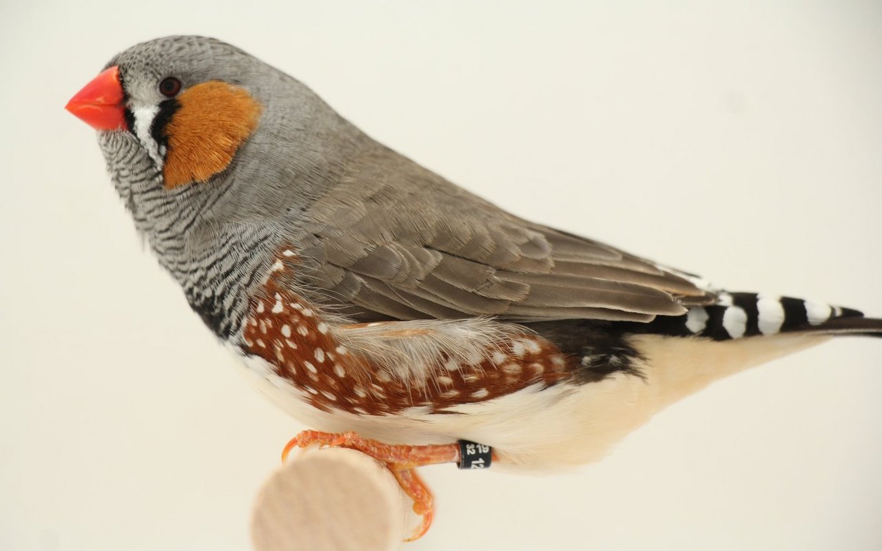 Der Zebrafink ist ein klassischer Ziervogel, der in verschiedenen Farbvarianten seit vielen Generationen zur Freude gezüchtet wird. 