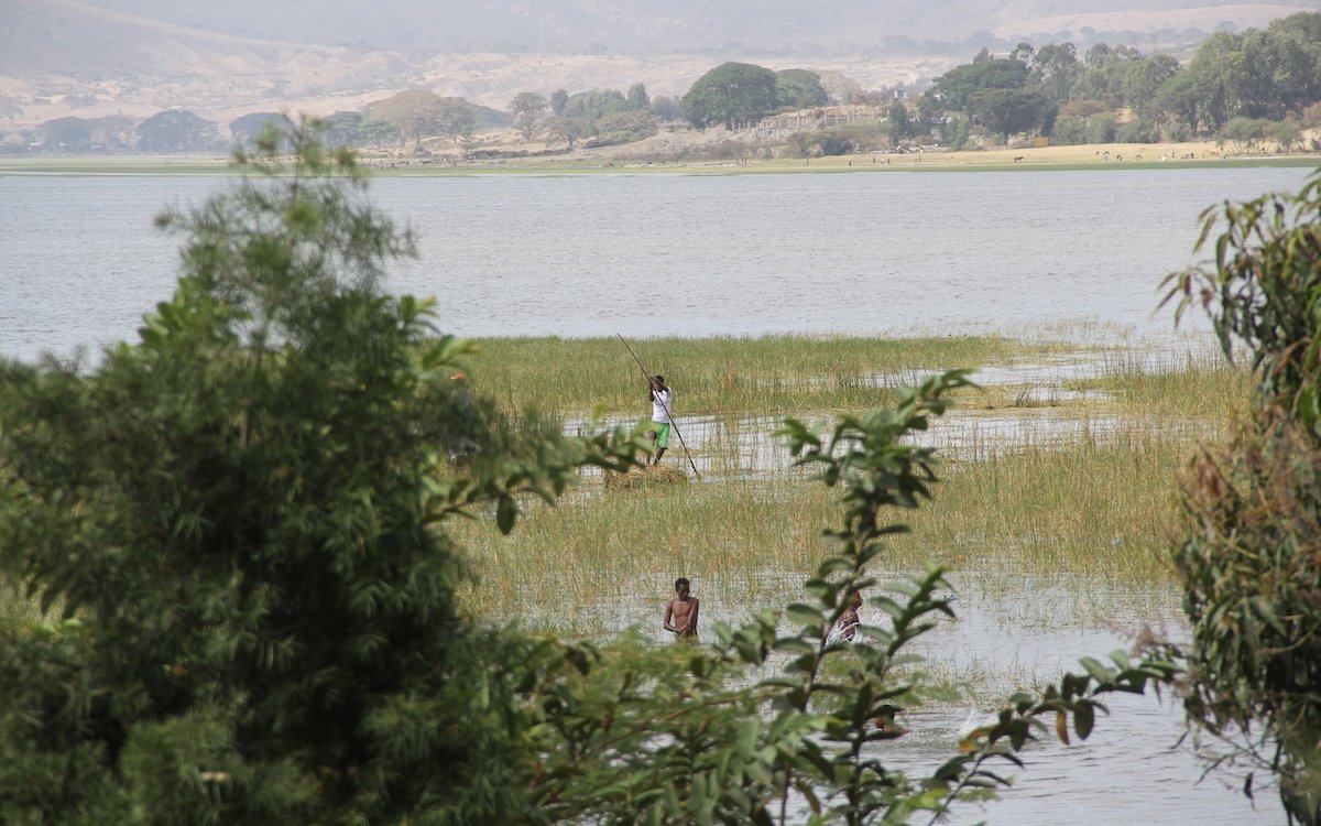 Am äthiopischen Awasasee haben die Braunkopfamaranten, eine Unterart des Senegalamaranten, ausreichend Wasser und Nahrung zur Verfügung.  