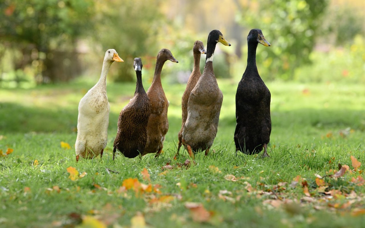 Laufenten können jede Schneckenplage beseitigen.