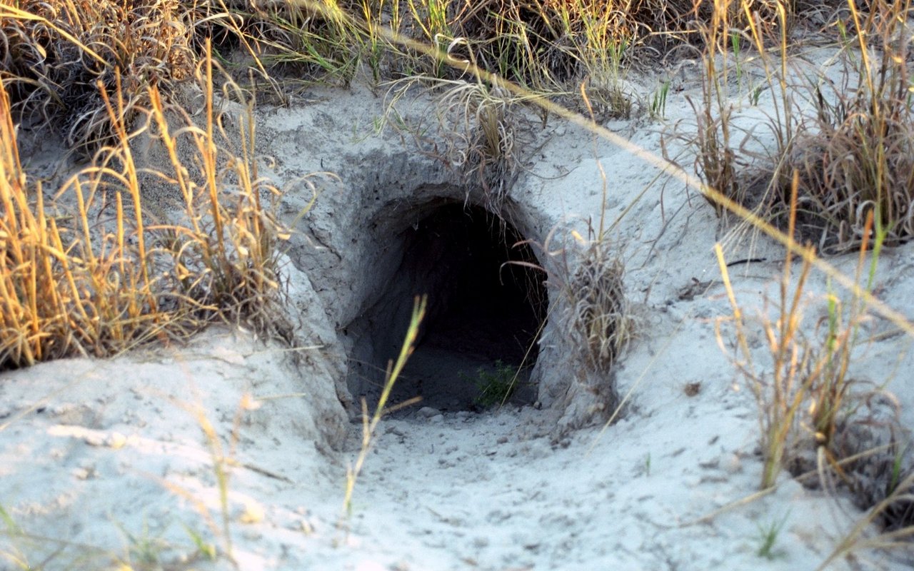 Erdferkel graben Höhlen, in welchen sie sich tagsüber aufhalten. 