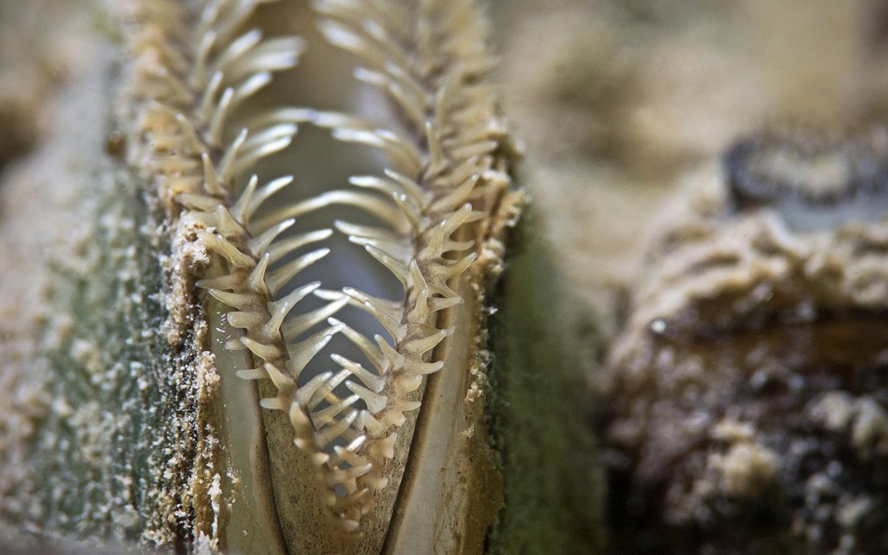 Fühlt sich eine Muschel wohl, offenbart sie ihre inneren Werte.