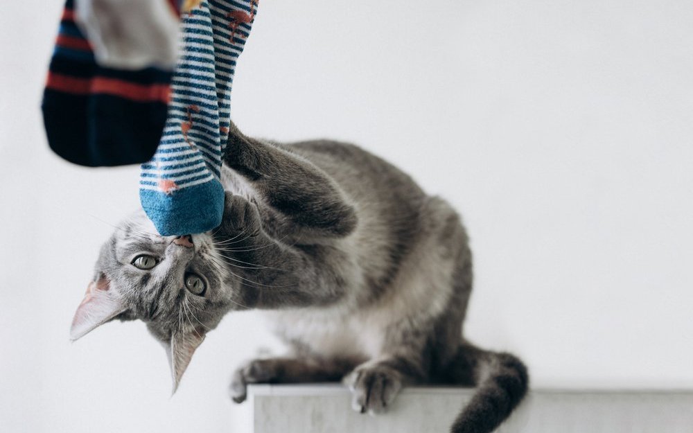 Wer verhindern möchte, dass der Lieblings-BH ständig verschwindet, sollte für ausreichend Beschäftigung sorgen.