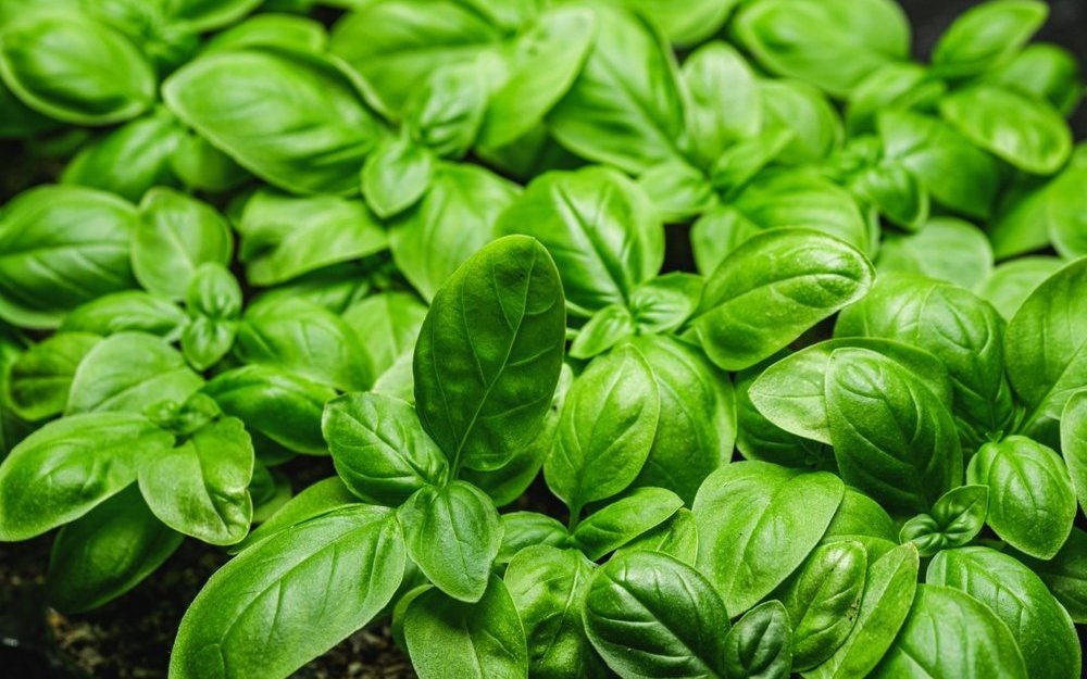 Nicht alle Kräuter passen zusammen. Deshalb lohnt es sich, beim Anpflanzen Vorsicht walten zu lassen. 

