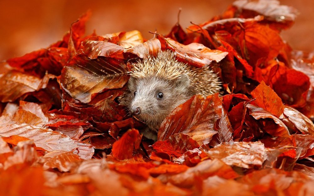 Um Gärten igelfreundlicher zu gestalten, sollten im Herbst Laubhaufen, Reisig und Totholz liegen gelassen werden
