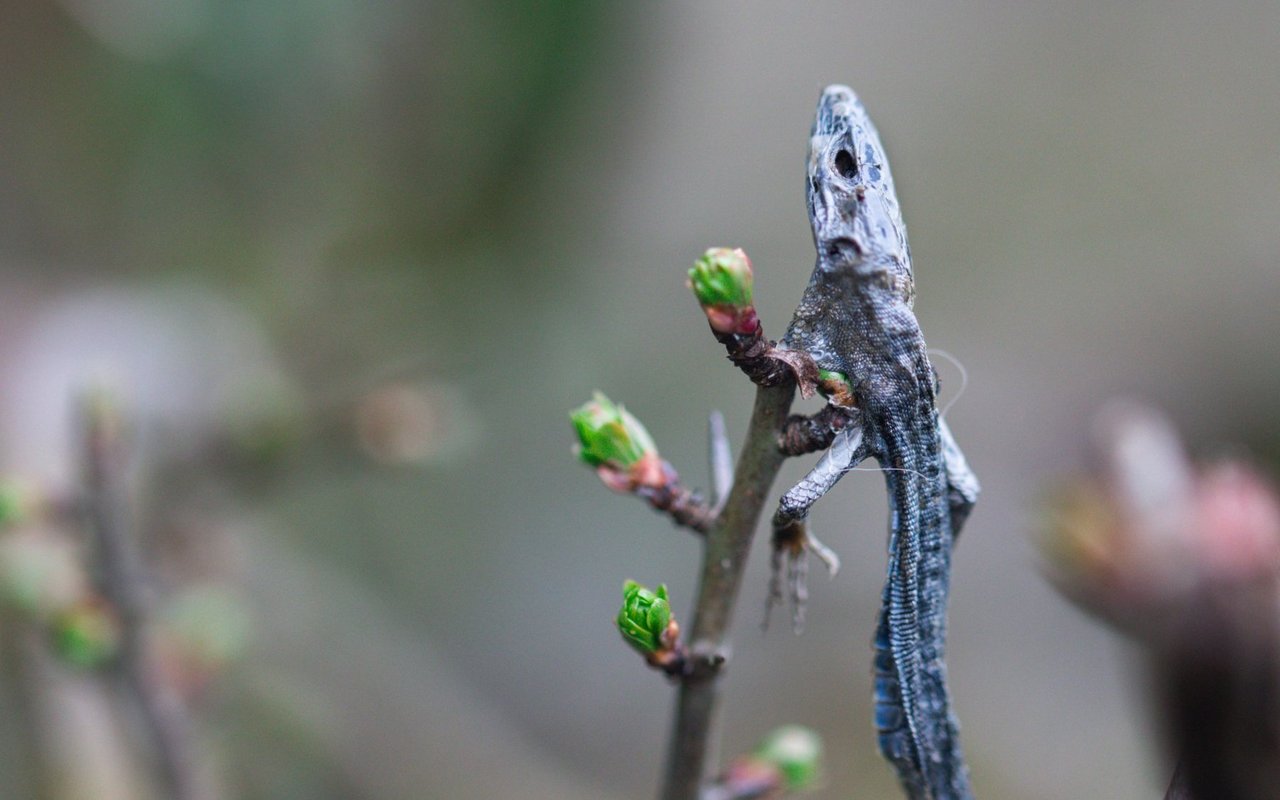 Dominik Imhof hat diese Eidechse im Sytiwald in Rickenbach (SZ) gefunden. 