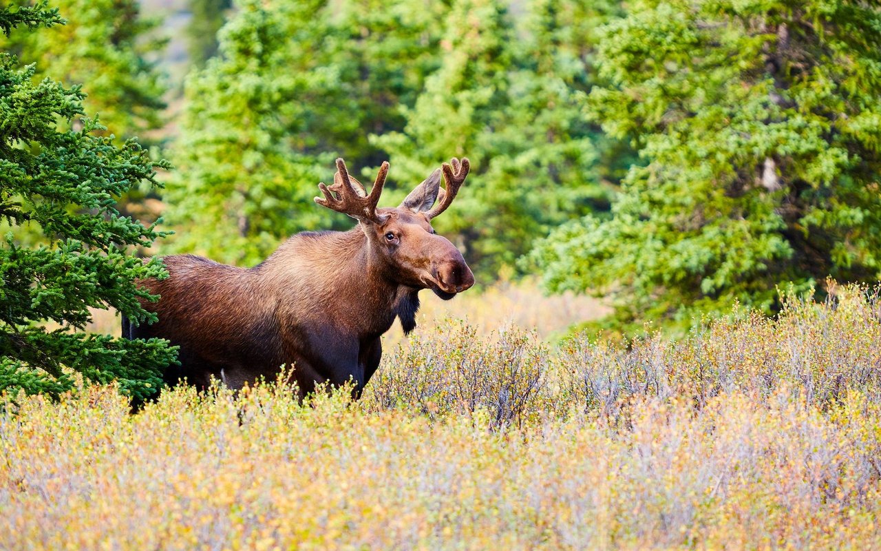 In Alaska gibt es einige Gesetze zum Schutz von Elchen – so darf man diese weder betrunken machen, noch aus dem Flugzeug schubsen.