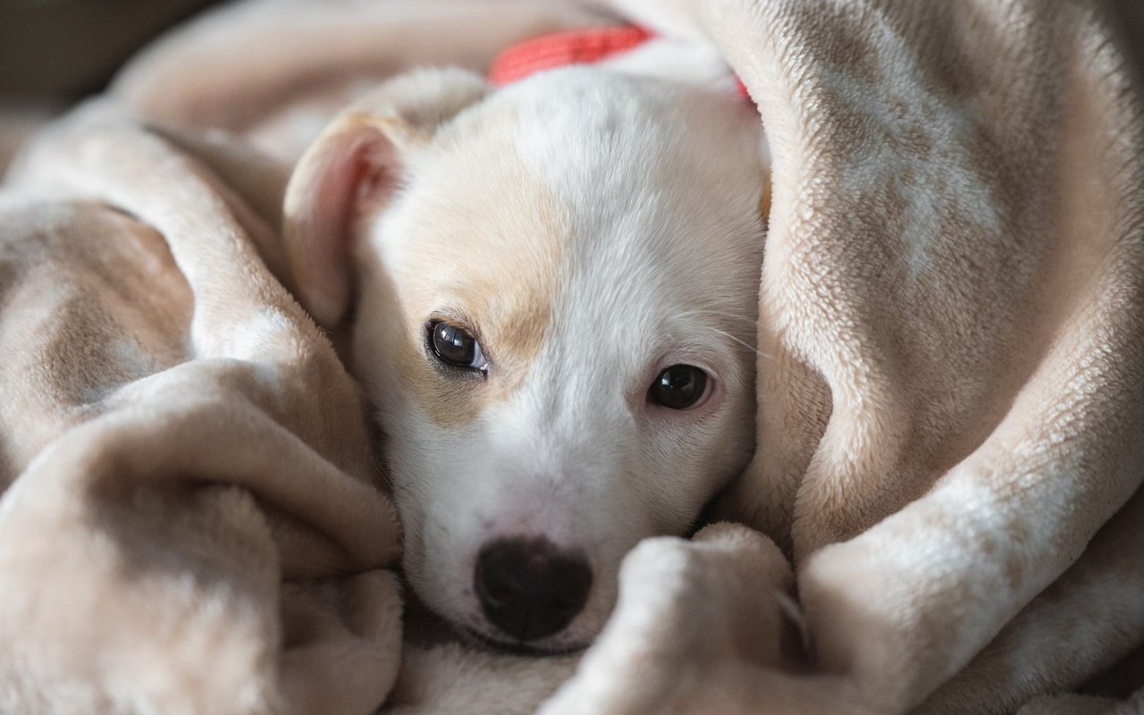 Wau-miau übernimmt auch die Behandlungskosten für chronische Krankheiten – vorausgesetzt, die ersten Erkrankungssymptome treten nach Ablauf der entsprechenden Karenzfrist auf.