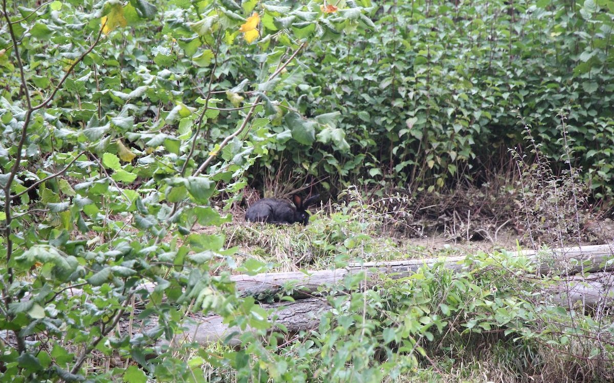 Kaninchen in einem riesigen Naturgehege, das auch Waldteile aufsuchen kann und manchmal Brombeerenblätter frisst, wenn es sie für das Verdauungssystem und zur Gesundheit benötigt. 