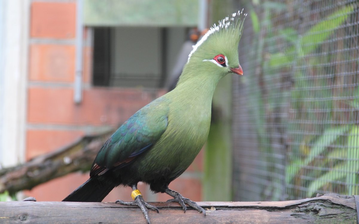 Der Livingstoneturako ist ein ganz und gar exotischer Vogel und ein Bote Südost-Afrikas. 